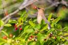 Cedar Waxwing eating Serviceberries-Marion County-Illinois Art Print